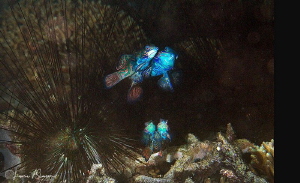 Two Pairs of Mating Mandarinfish/Photographed with a Cano... by Laurie Slawson 